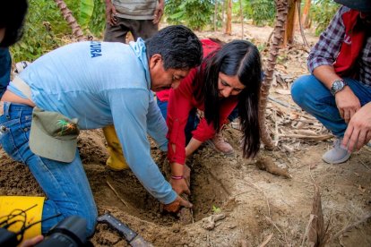 La yuca es uno de los productos en abundancia y con muy buena salida.
