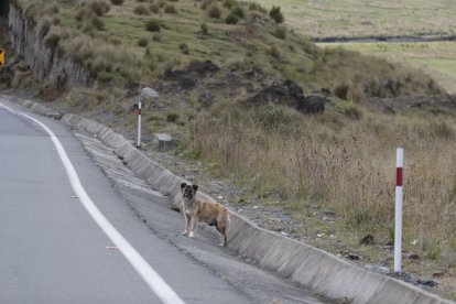 Los perros esperan atentos a los autos desde las cunetas.
