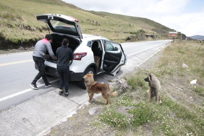 Turistas los alimentan, debido a que muchos están en mal estado.