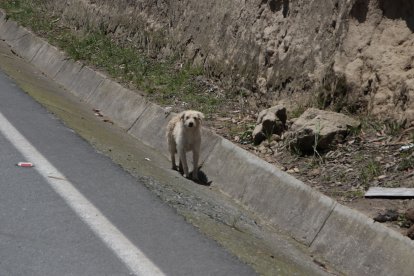 Con EXTRA contamos hasta 120 canes a lo largo de la vía.