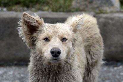 Algunos están sucios y delgados.
