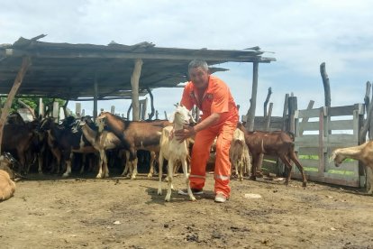 La cría y venta de chivos es el sustento de Guillermo Eras, el Sargento.