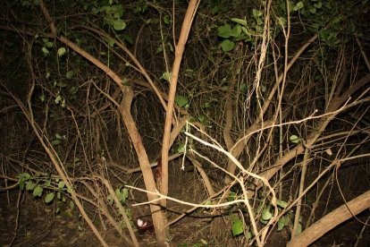 En el árbol de algarrobo donde fue encontrada la joven quedaron rastros de sangre.