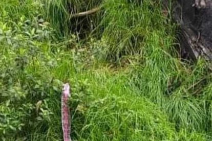 La faja que tenía la bebé fue hallada entre los montes.