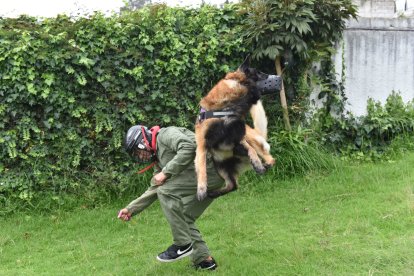 Momento en que el animal demuestra lo que ha aprendido.