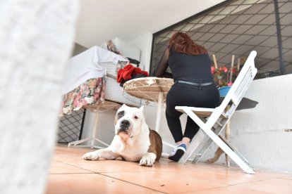 Las víctimas se sienten protegidas por estos ‘ángeles’ de cuatro patas.