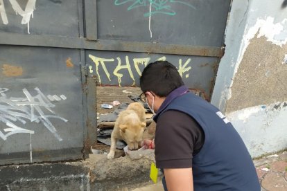 Lo alimentaron en el lugar donde estaba.