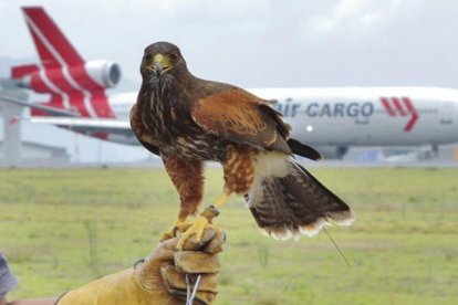 En algunos aeropuertos del mundo aplican la cetrería (caza en que se emplean halcones y otras aves rapaces para capturar las presas.para espantar a los animales.