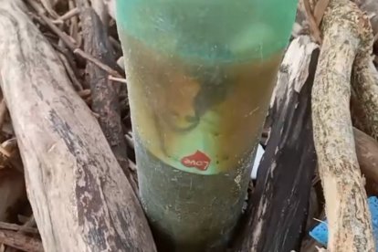 La botella se encontraba debajo de la palizada que se acumula en la orilla de la playa.