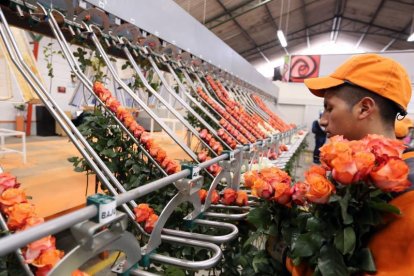 Las plantas para arreglos florales quedaron afuera de un local cerrado. Floricultoras reportan fuertes pérdidas.