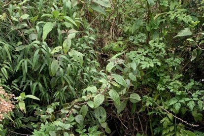 El cadáver fue hallado cerca 
de un riachuelo de Chillogallo.