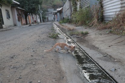 El gatito de Linda tomaba agua sucia que venía de los desagües de la parte alta del sector.