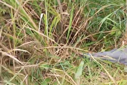 Por los matorrales, apenas se pudo divisar una de las víctimas.