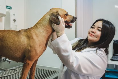 El control médico de las mascotas es vital para evitar que transmitan enfermedades.