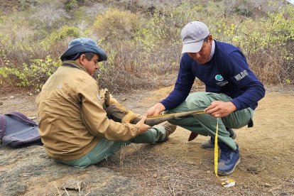 A los individuos encontrados se los midió, tomó peso y fueron marcados para darle seguimientop sobre su estado y reproducción.