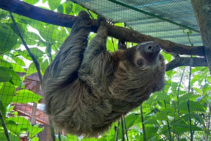El animalito no tenía mucha destreza natural tras convivir con humanos