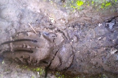 Las marcas que quedaron en el suelo no serían de perros, según moradores.