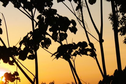 El cultivo y rápido crecimiento da beneficios económicos a mediano plazo.