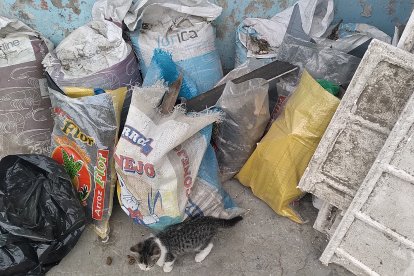 Varios sacos de desechos de vidrios y techos fueron recogidos en una casa afectada por la explosión.