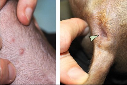 Las lesiones estaban en el ano y en el abdomen del perro.