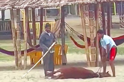 Captura de video. El caballo ha caído, rendido y sin fuerzas. El hombre le va dando golpecitos en su pata varias veces.