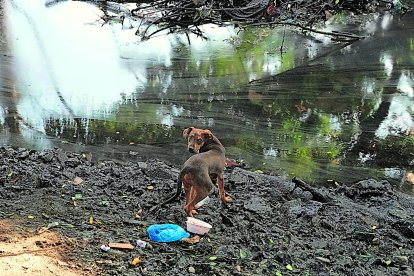 Animalitos como Firulais también van a curiosear el agüita.