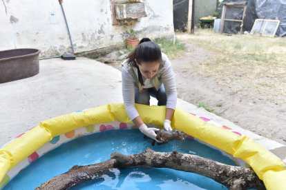 En el zoo de Quito se usa una piscina inflable para que la nutria bebé entré en contacto con el agua.