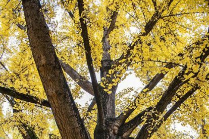 Una rama gruesa y pesada le quitó la vida a la mamá de Angy.