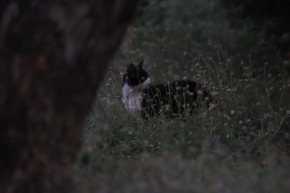 Don Pingui, integrante de la ‘Gato Nostra’, fue captado por una de las cámaras mientras recorría su territorio.