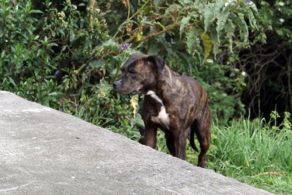 El perrito permanece dentro de la quebrada. Los moradores lo alimentan.
