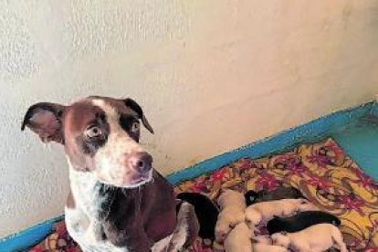 Faneth, hace algunas semanas, parió ocho cachorros, los cuales están bien de salud.