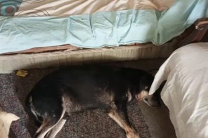 El perro de 'La Tostadora' también fue víctima