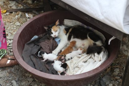 Los gatos de Ángel que sobrevivieron al incendio.