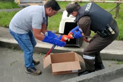 Las aves son cazadas para mascotizarlas.