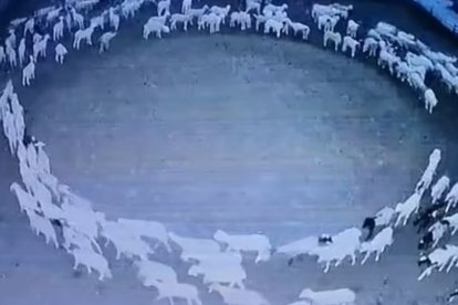 El extraño hecho se ha registrado en una comunidad granjera del norte de China.