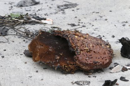 En un panal junto al parque todavía quedaban varios ejemplares de la especie.