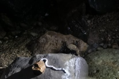 En la Cueva de los Tayos encontró una culebra albino no venenosa.