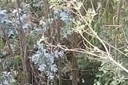 Momento en el supuestamente pasa un duende.