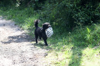 En el sector es común observar perros en búsqueda de alimentos.