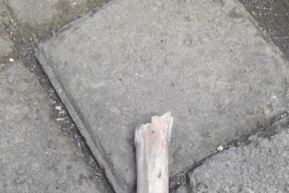 Este es uno de los huesos que se encontró