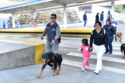 Las hembras se encargan de acompañar a personas vulnerables.