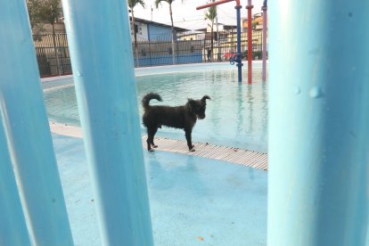 Un perro ingresó al espacio destinado para los juegos acuáticos a darse un chapuzón en una tarde calurosa.