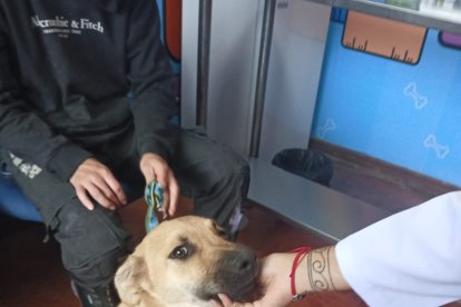 El can está en la Fundación Lucky.