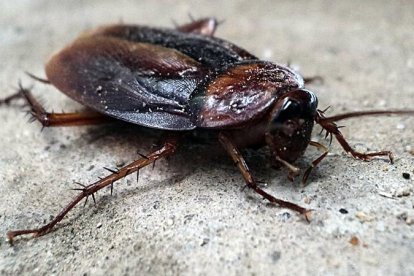 La promoción solo será por San Valentín.