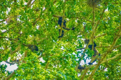 En el bosque puede ver los monos aulladores.