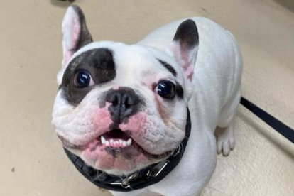 Ralphie ha sido devuelto dos veces por sus adoptantes