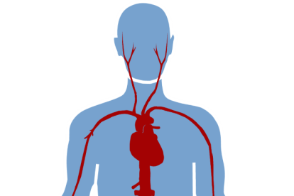 Al no comer por cierto tiempo se produce un proceso fisiológico de regeneración natural.