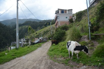 En el barrio hay vacas que transitan en las calles sin ningún control. En otros predios también se observa cerdos y ovejas.