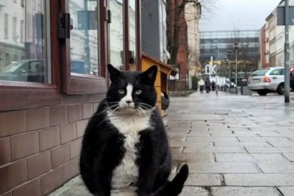 El gato tiene una alta puntuación como atractivo en Polonia.