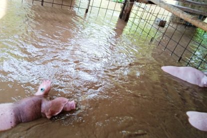 Unos chanchos estuvieron 'a una nariz' de ahogarse en sus criaderos.